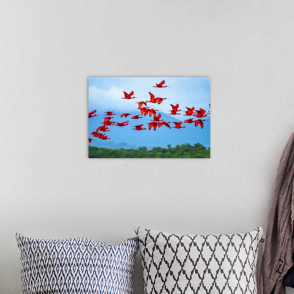 A bohemian room featuring Trinidad, Caroni Swamp. Scarlet ibis birds in flight.