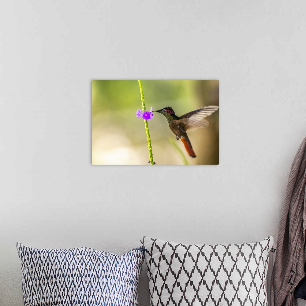 A bohemian room featuring Trinidad. Ruby topaz hummingbird, feeding on vervain flower.