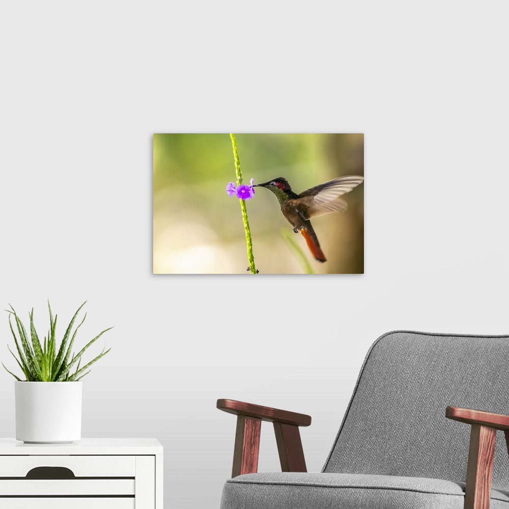 A modern room featuring Trinidad. Ruby topaz hummingbird, feeding on vervain flower.