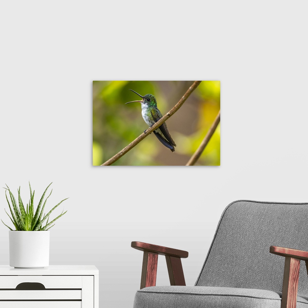 A modern room featuring Trinidad. White-chested emerald hummingbird singing.