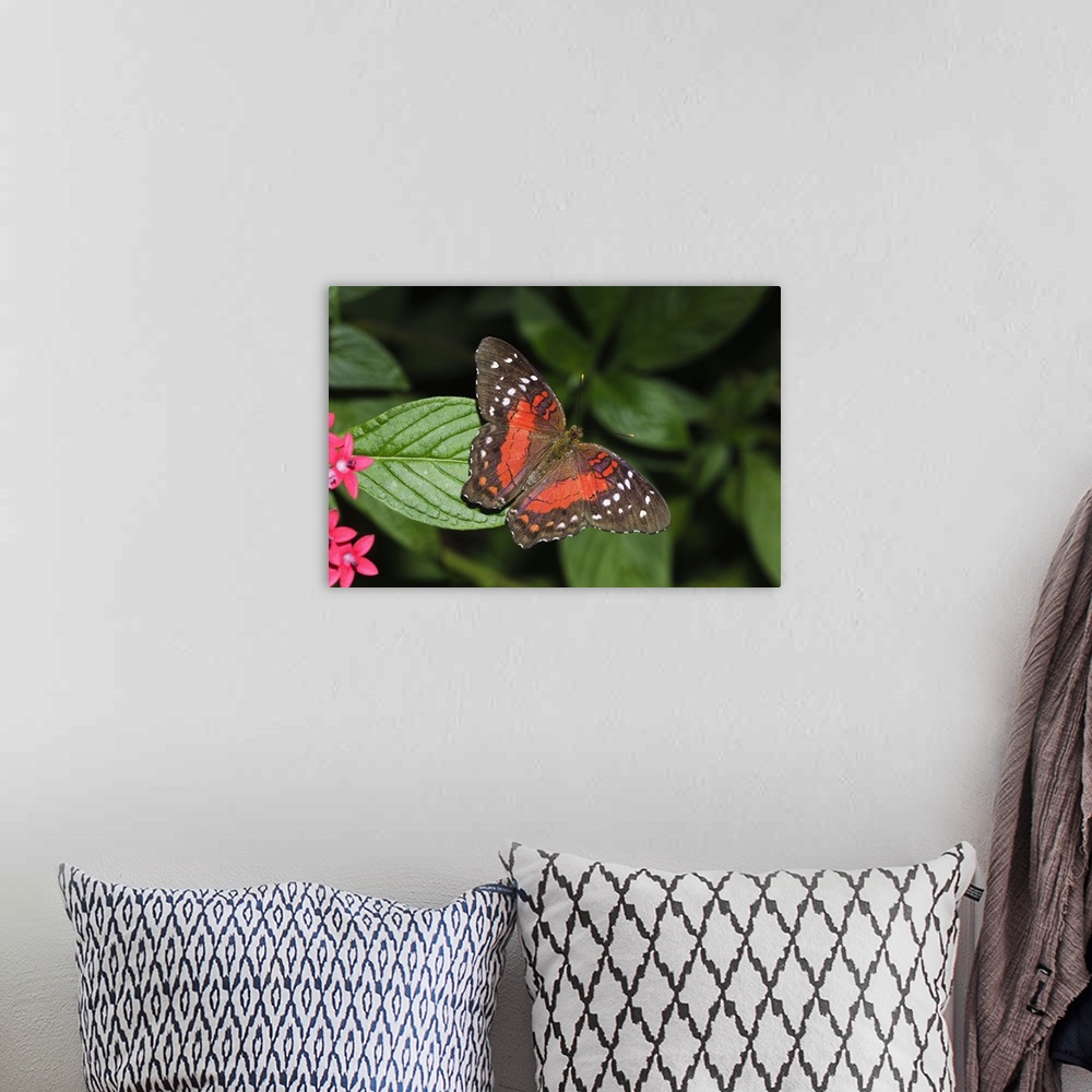A bohemian room featuring Tropical butterfly