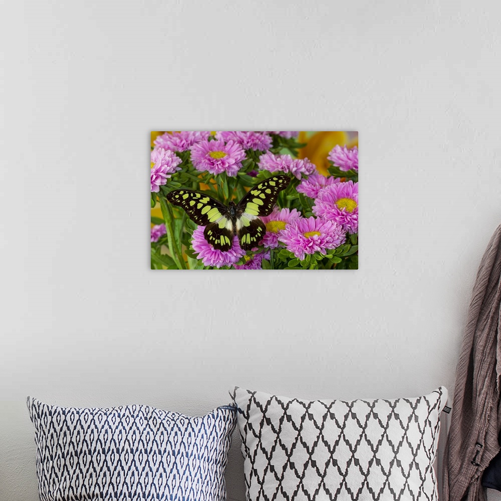 A bohemian room featuring Tropical butterfly, Graphium tynderacus, on pink mums