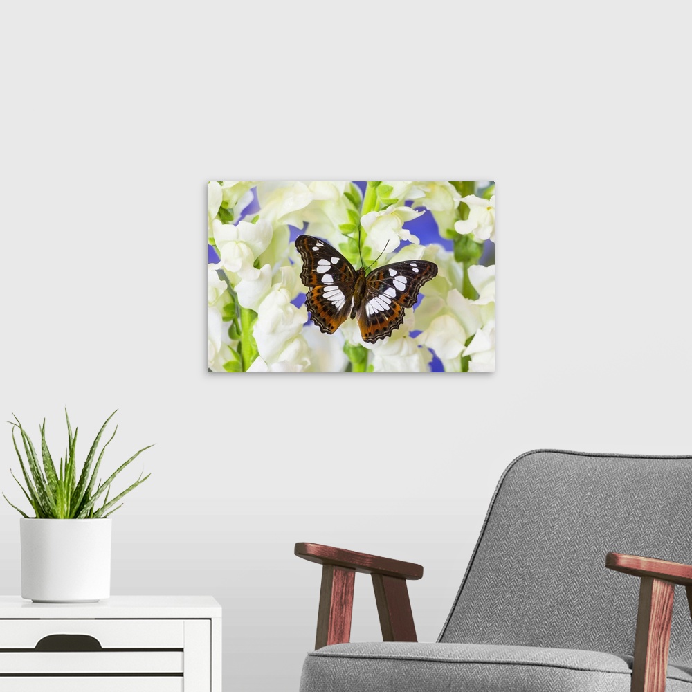 A modern room featuring Tropical butterfly, Moduza Mata amida.