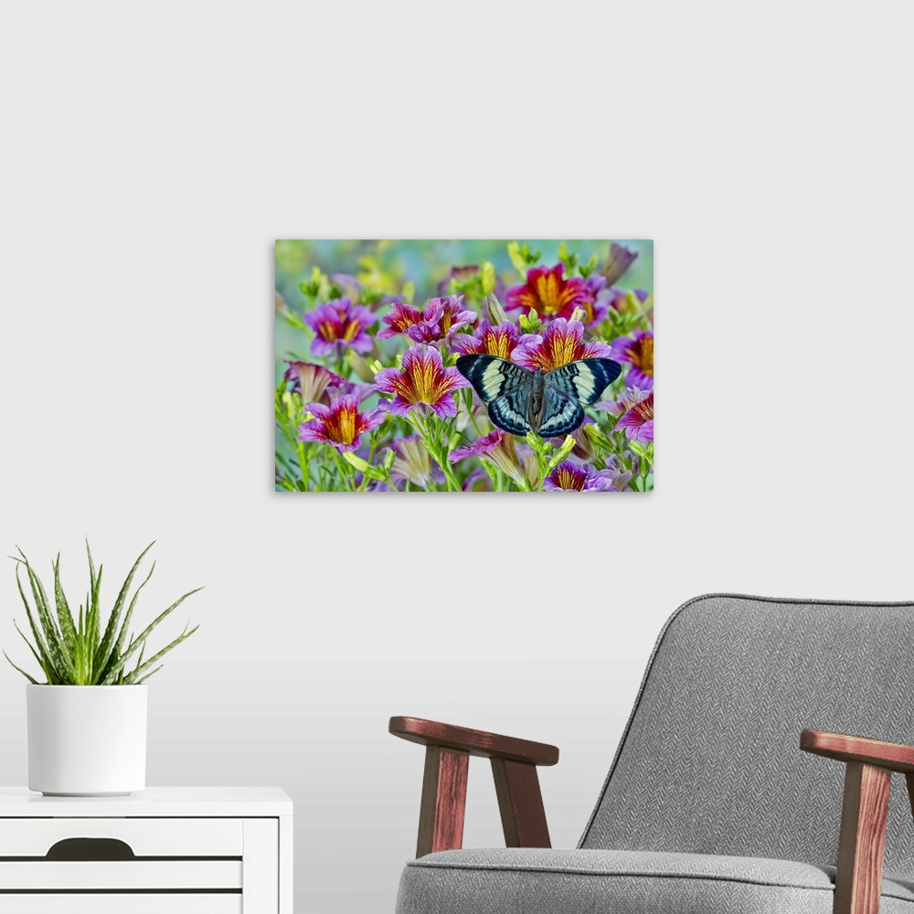 A modern room featuring Tropical butterfly, Panacea procilla, on group of painted tongue flowers