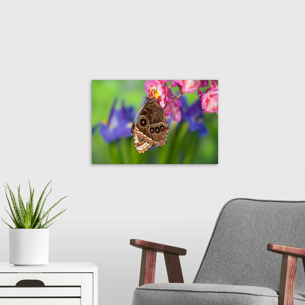 A modern room featuring Tropical Butterfly the Blue Morpho, Morpho granadensis, wings closed on orchid.
