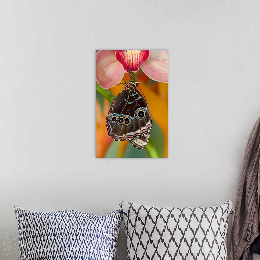 A bohemian room featuring Tropical Butterfly the Blue Morpho, Morpho peleides wings closed hanging on Orchid.