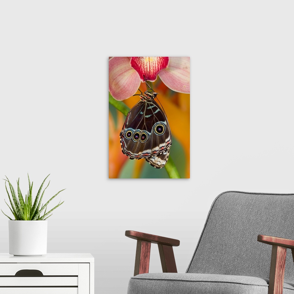 A modern room featuring Tropical Butterfly the Blue Morpho, Morpho peleides wings closed hanging on Orchid.