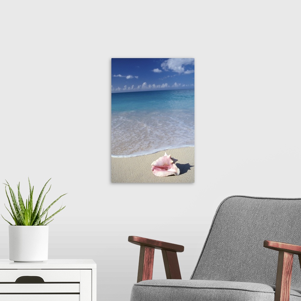 A modern room featuring Tropical.Caribbean, Grenada, Grand Anse Beach. Conch shell at surfs edge.