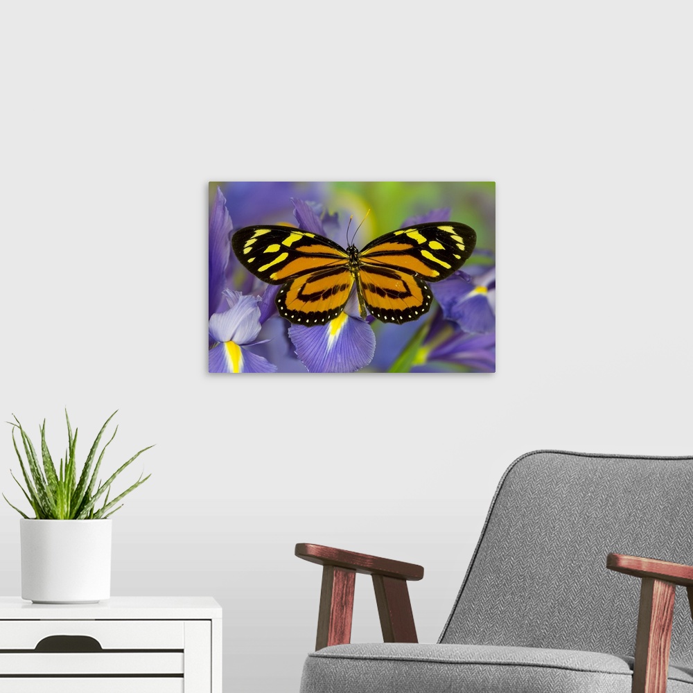 A modern room featuring Tropical Milkweed Butterfly, of Central and Lycorea hail.