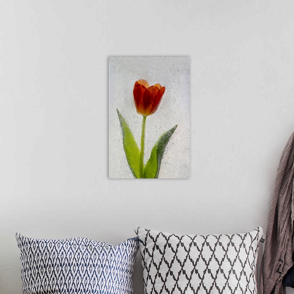 A bohemian room featuring Tulip in ice. Nature, Flora.