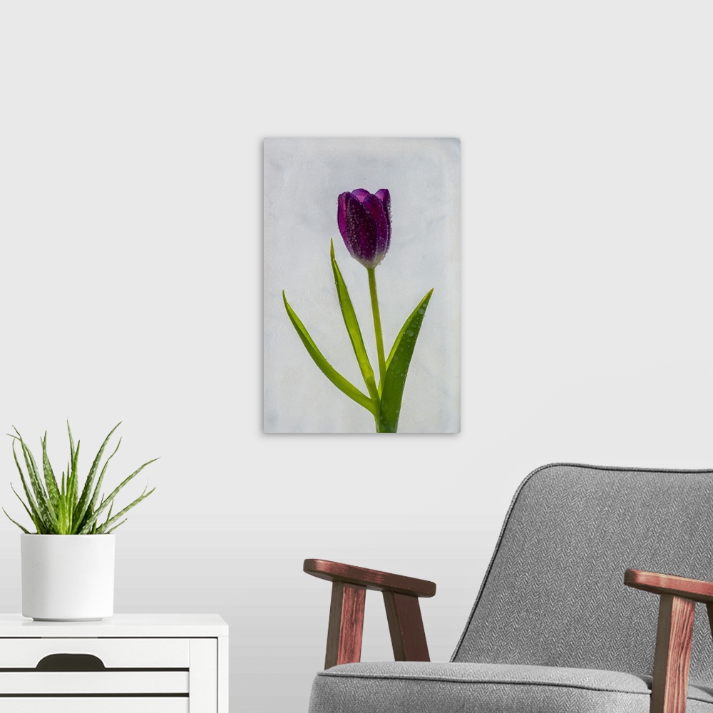 A modern room featuring Tulip in ice. Nature, Flora.