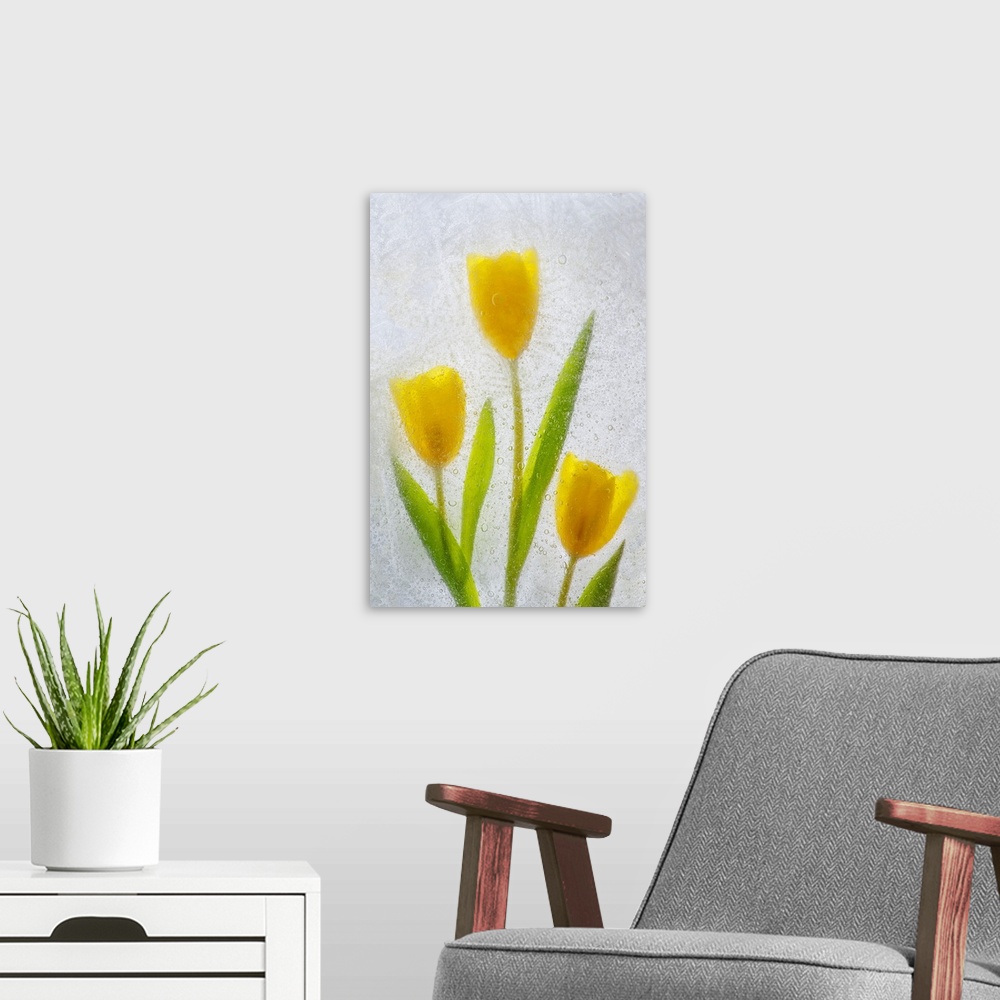 A modern room featuring Tulips in ice. Nature, Flora.