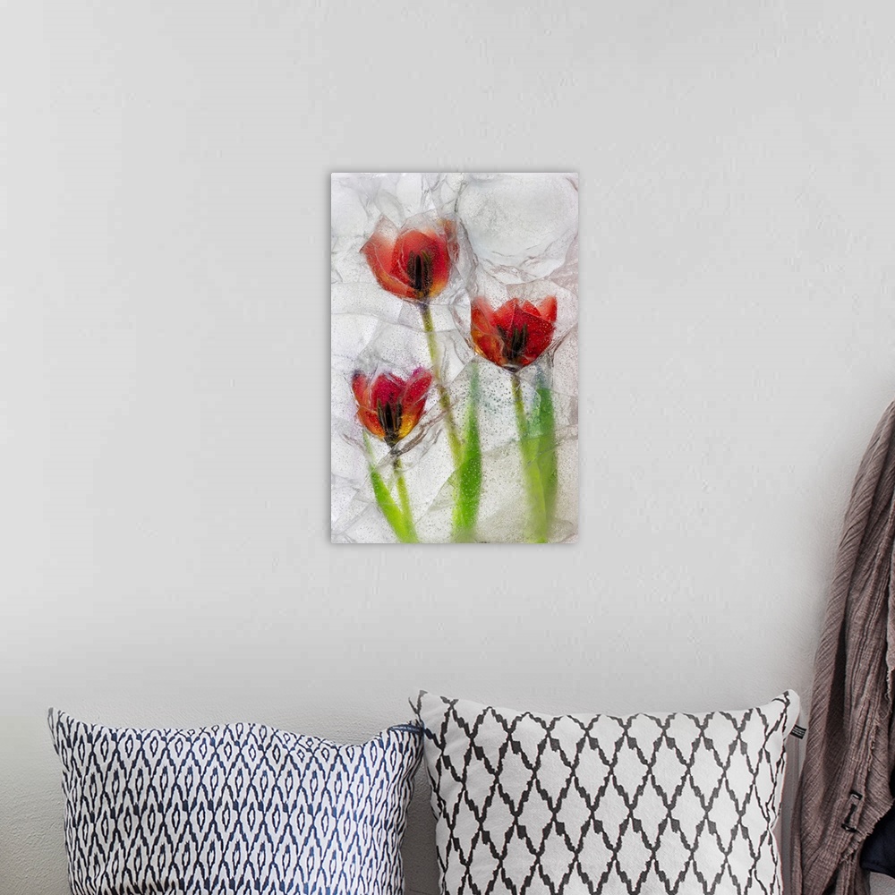 A bohemian room featuring Tulips in ice. Nature, Flora.