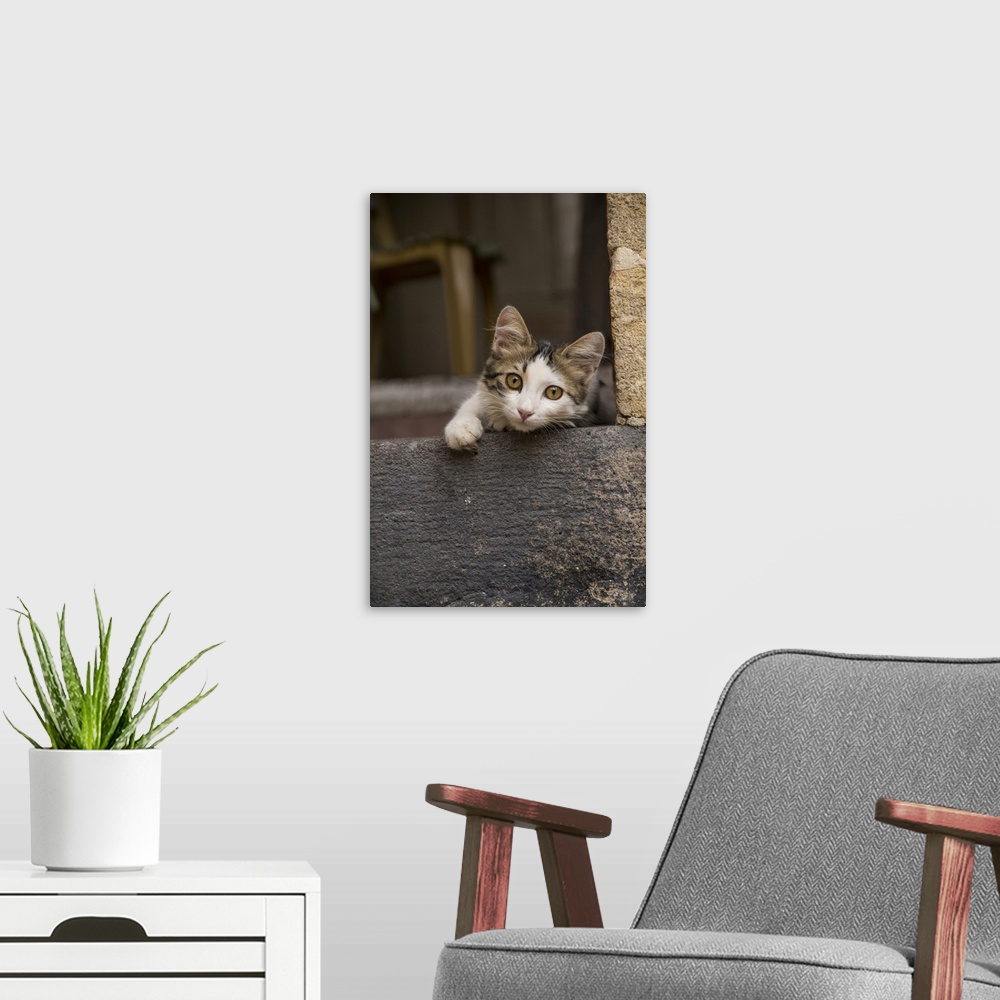 A modern room featuring Turkey, Gaziantep, kitten peeking out from doorway.