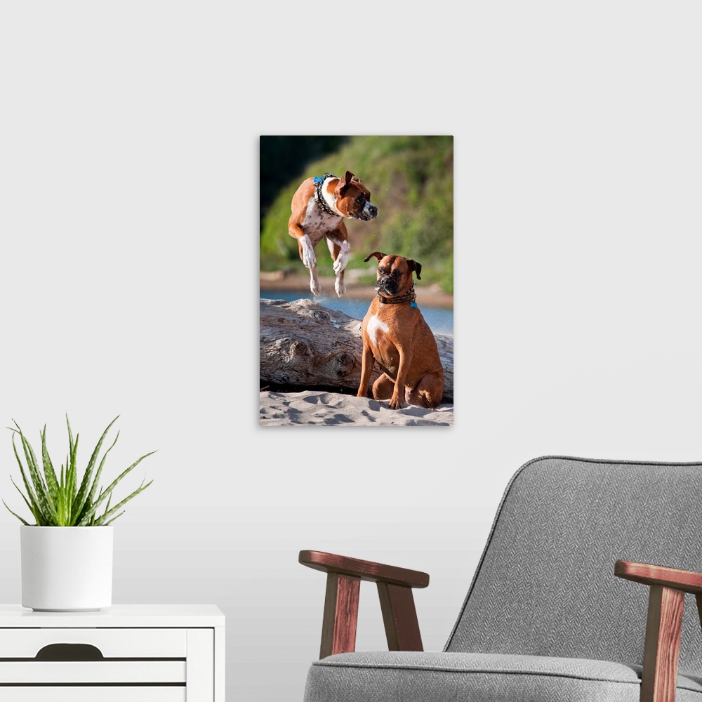 A modern room featuring Two Boxers playing at Hendreys Beach in Santa Barbara California