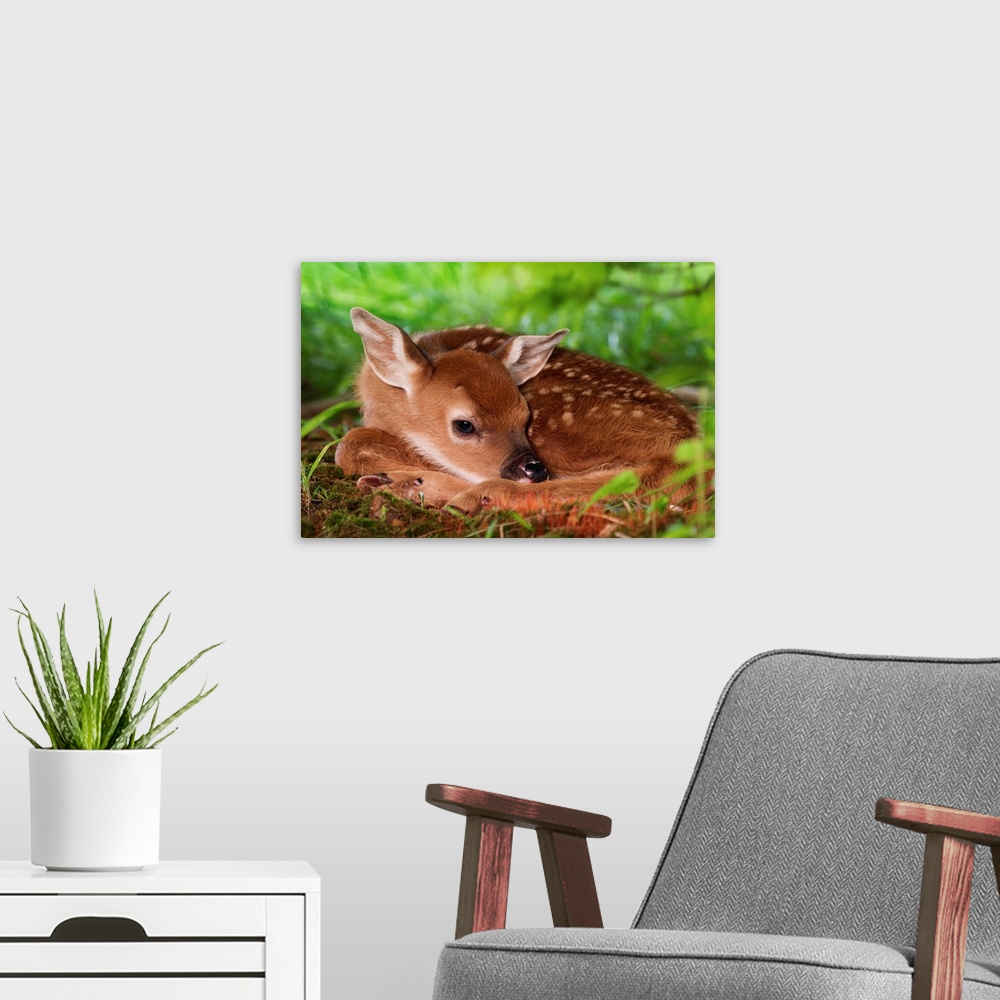 A modern room featuring Two day old White-tailed Deer baby, Kentucky.