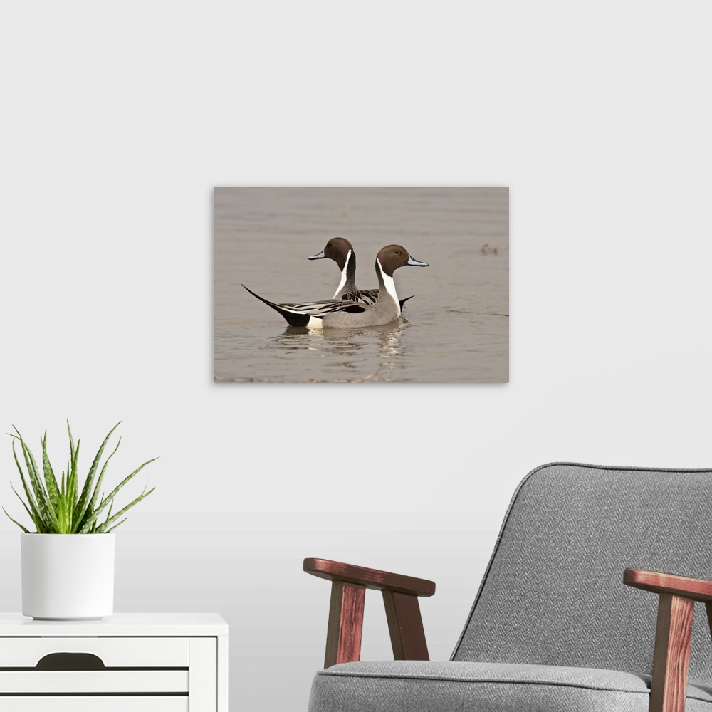 A modern room featuring Two Northern Pintail drakes (Anas acuta).