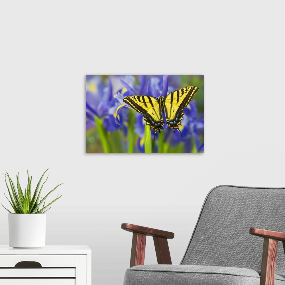 A modern room featuring Two-tailed Swallowtail Butterfly.