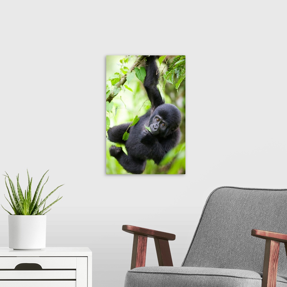 A modern room featuring Uganda, Bwindi Impenetrable National Park, Baby Mountain Gorilla (Gorilla gorilla beringei) hangs...