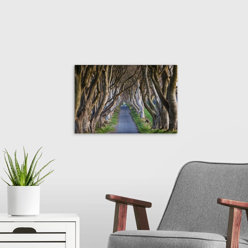 A modern room featuring UK, Northern Ireland, County Antrim, Ballymoney, The Dark Hedges, tree-lined road at dawn.