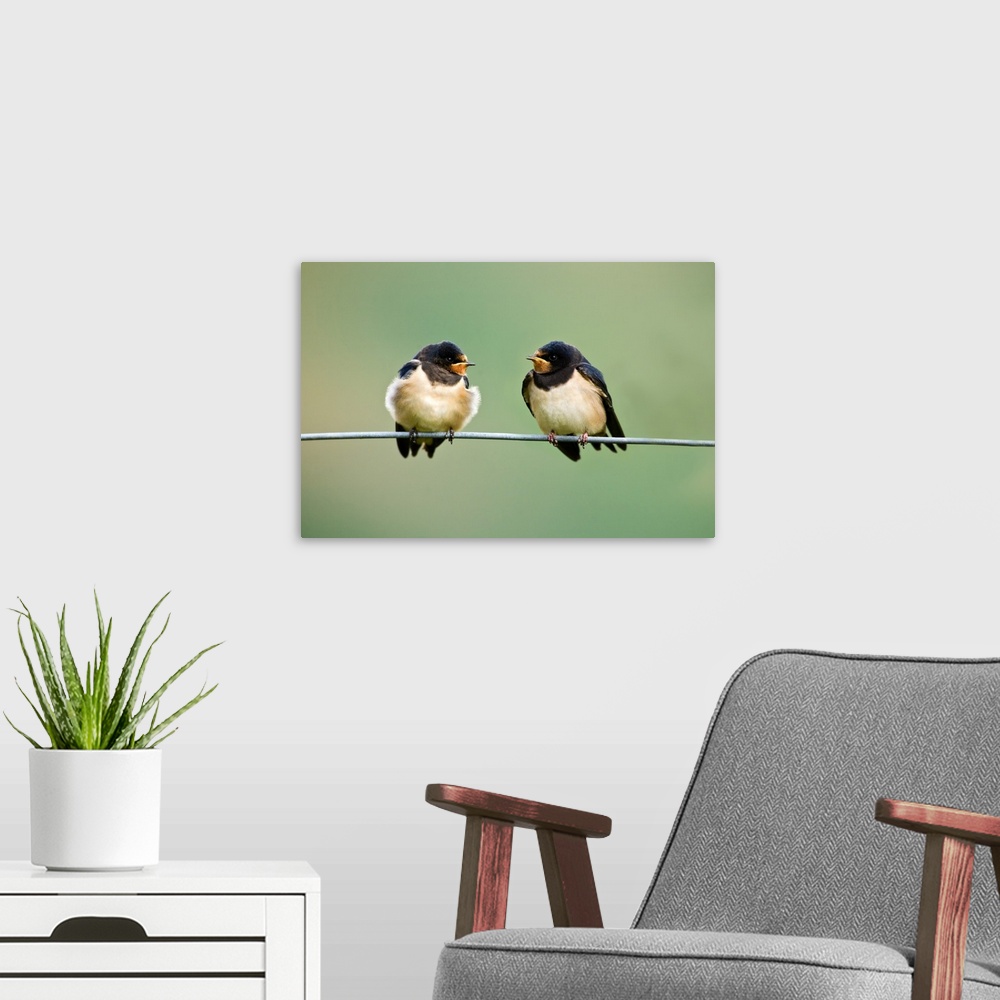 A modern room featuring UK, Wales.  Barn Swallows gather on wire for a talk before migrating to Africa.