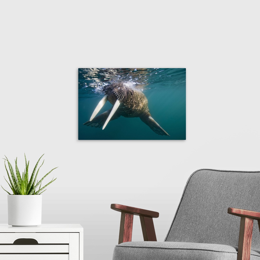 A modern room featuring Norway, Svalbard, Tiholmane Islands, Underwater view of Walrus (Odobenus rosmarus) swimming on su...