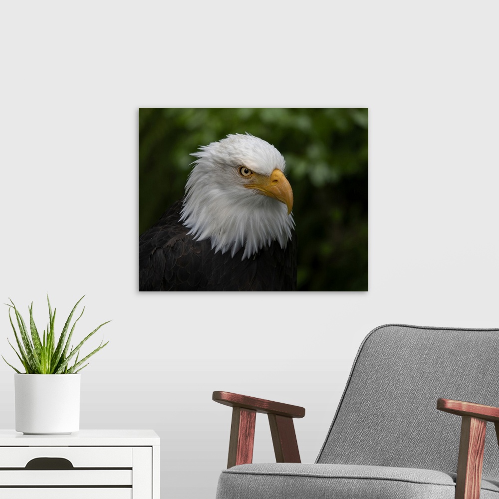 A modern room featuring Usa, Alaska. Alaska Raptor Center, this bald eagle poses for the camera. United States, Alaska.