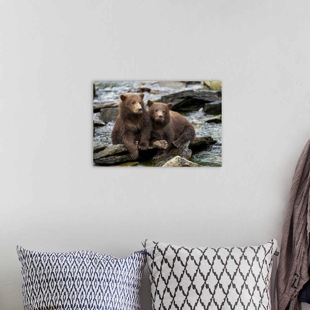 A bohemian room featuring USA, Alaska, Katmai National Park, Coastal Brown Bear Spring Cubs (Ursus arctos) sitting on stone...