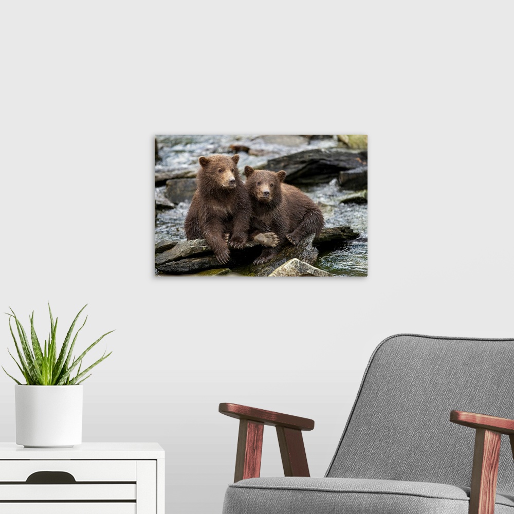A modern room featuring USA, Alaska, Katmai National Park, Coastal Brown Bear Spring Cubs (Ursus arctos) sitting on stone...