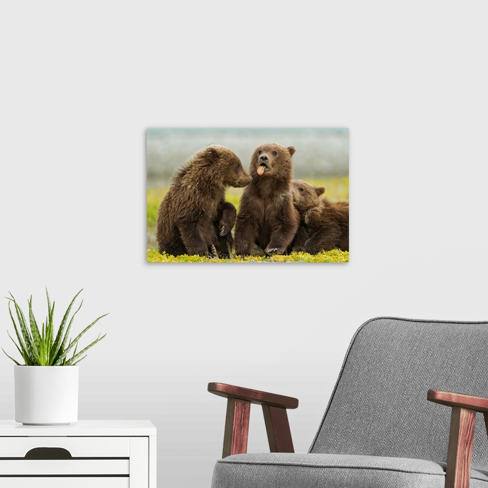 A modern room featuring USA, Alaska, Katmai National Park, Grizzly Bear Spring Cub (Ursus arctos) sticks out tongue while...