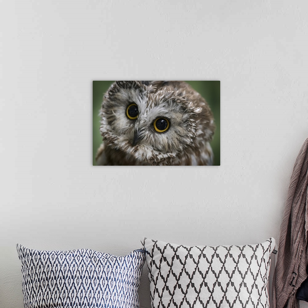 A bohemian room featuring Usa, Alaska. This tiny saw-whet owl is a permanent resident of the Alaska Raptor Center because o...