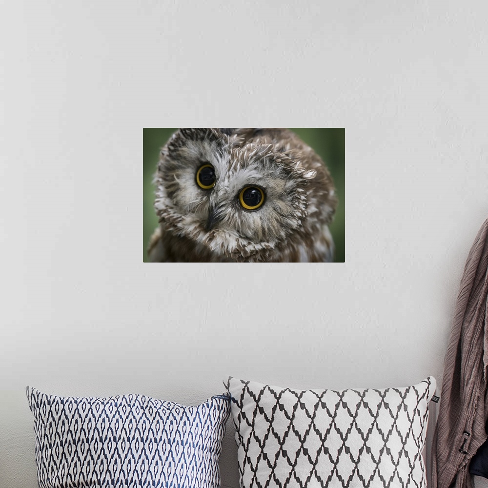 A bohemian room featuring Usa, Alaska. This tiny saw-whet owl is a permanent resident of the Alaska Raptor Center because o...