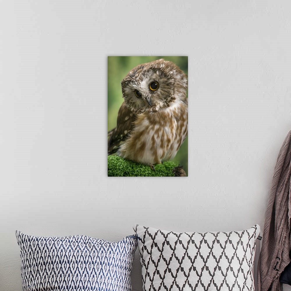 A bohemian room featuring Usa, Alaska. This tiny saw-whet owl is a permanent resident of the Alaska Raptor Center in Sitka....
