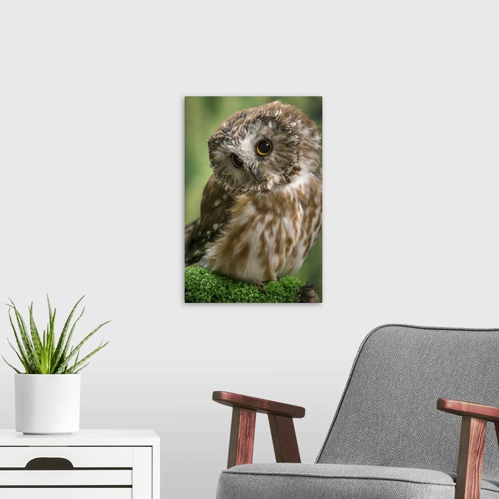 A modern room featuring Usa, Alaska. This tiny saw-whet owl is a permanent resident of the Alaska Raptor Center in Sitka....