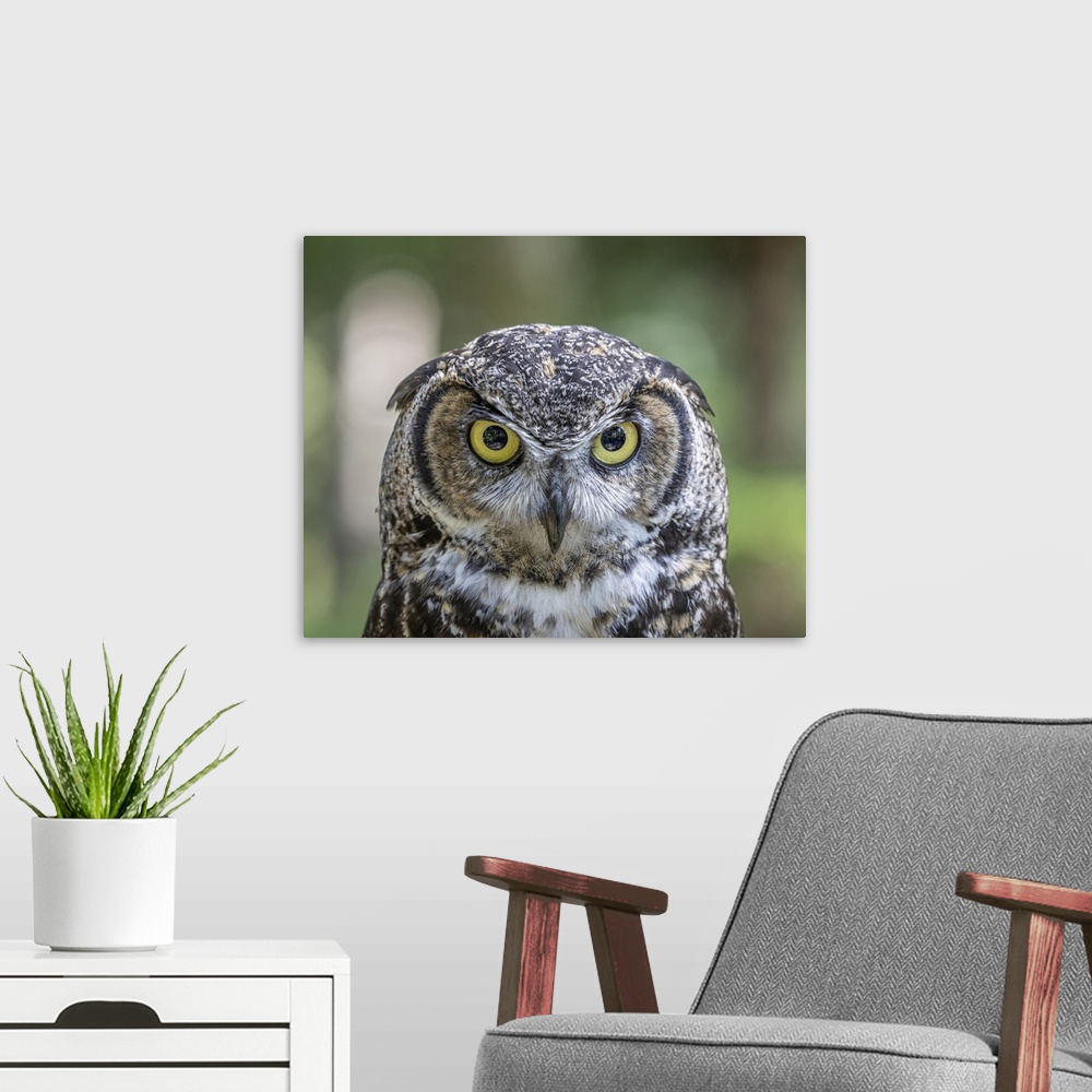 A modern room featuring USA, Alaska, Sitka. Great horned owl at Alaska raptor center.