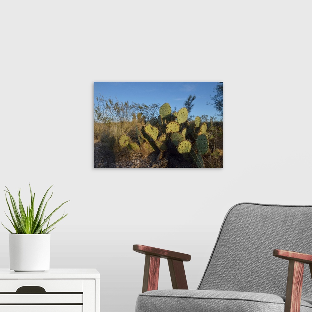 A modern room featuring USA, Arizona, Dead Horse Ranch State Park, Beavertail Cactus.