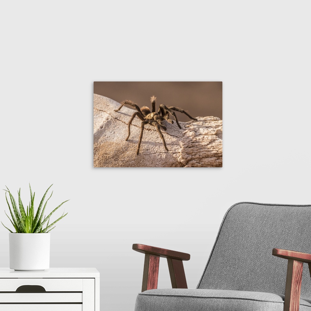 A modern room featuring USA, Arizona, Santa Cruz county. Close-up of tarantula.