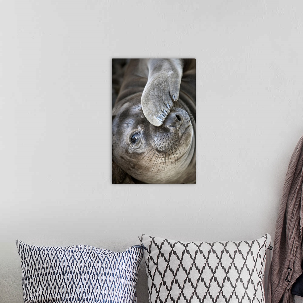 A bohemian room featuring Usa, California. A curious elephant seal pup goes eye to the eye with the photographer next to th...