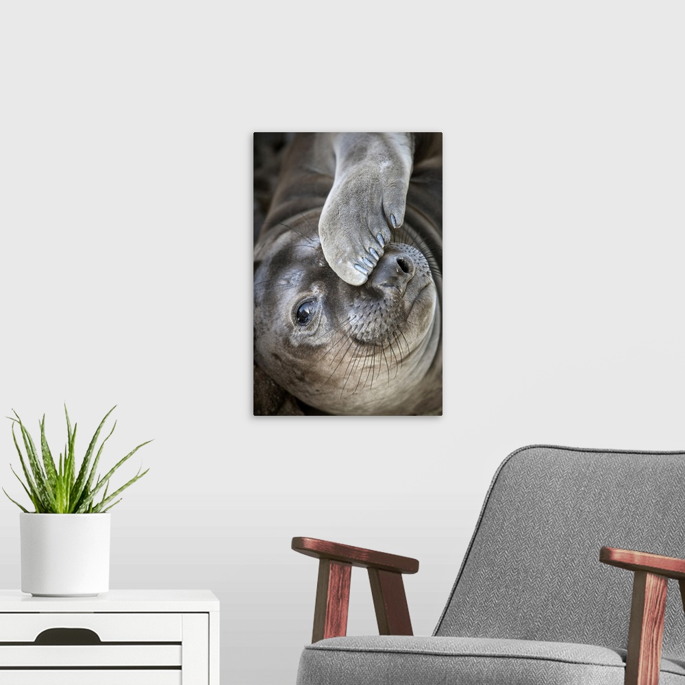 A modern room featuring Usa, California. A curious elephant seal pup goes eye to the eye with the photographer next to th...