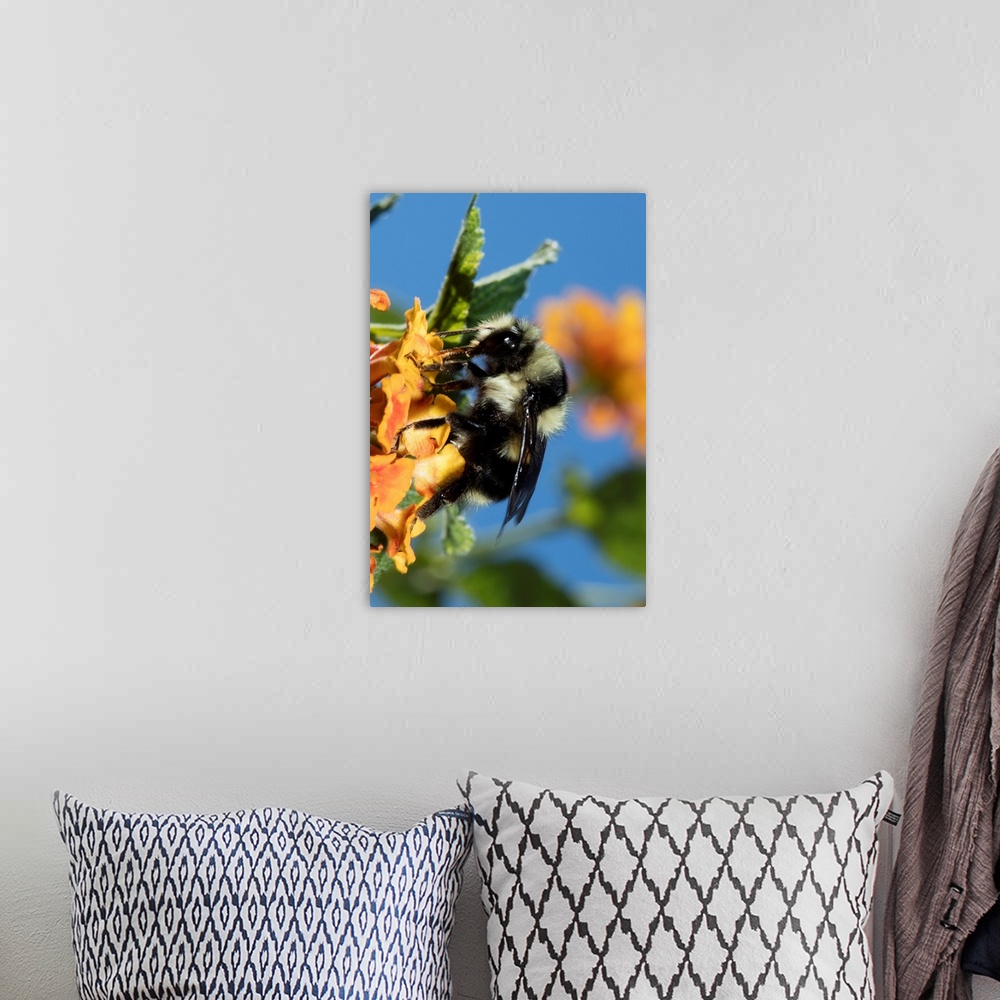 A bohemian room featuring USA, California. Bumble bee feeding on flower.