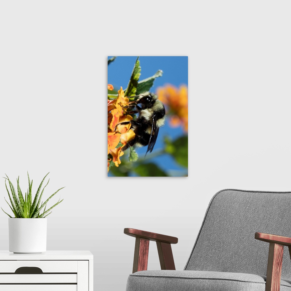 A modern room featuring USA, California. Bumble bee feeding on flower.
