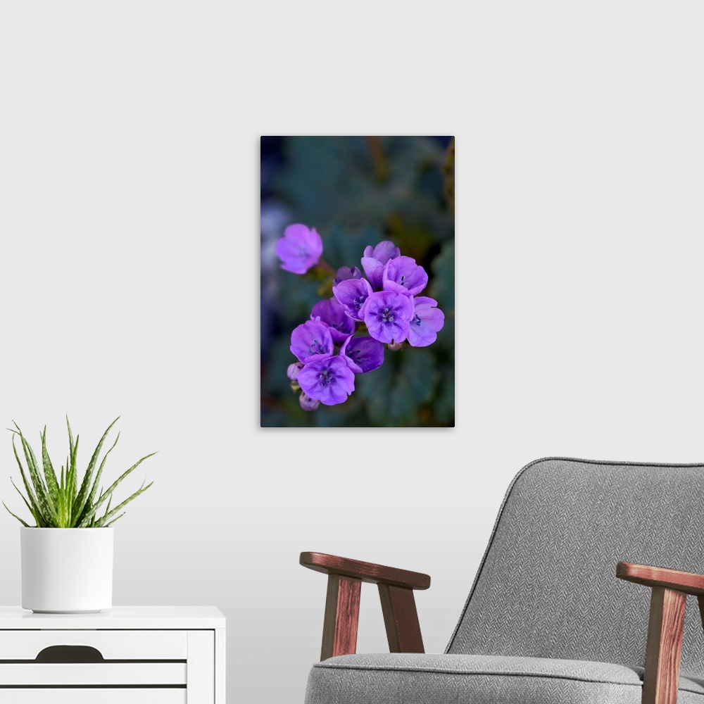 A modern room featuring USA, California, Death Valley, Deep purple Notchleaf Phacelia wildflower.