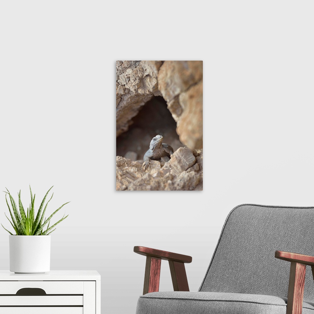 A modern room featuring USA, California, Death Valley, Small lizard on the rock, Titus Canyon.
