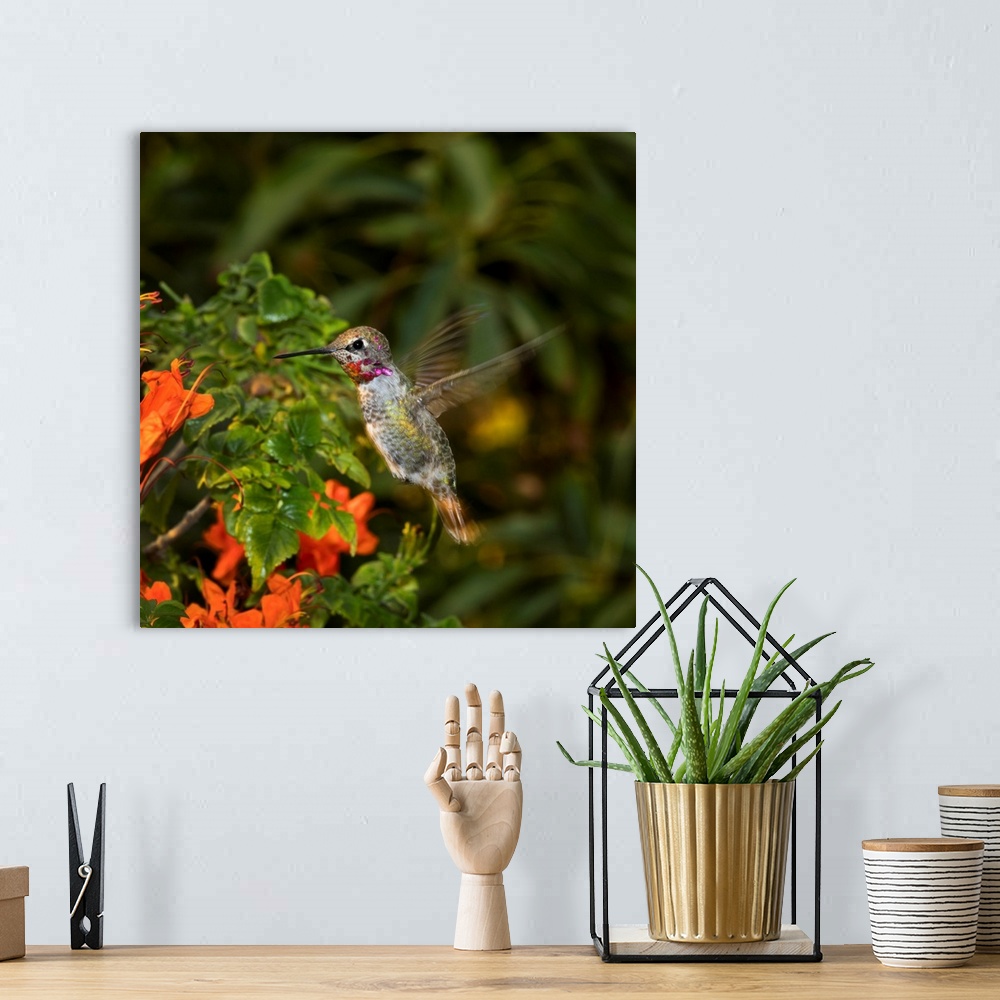 A bohemian room featuring USA, California. Male Anna's hummingbird flying.