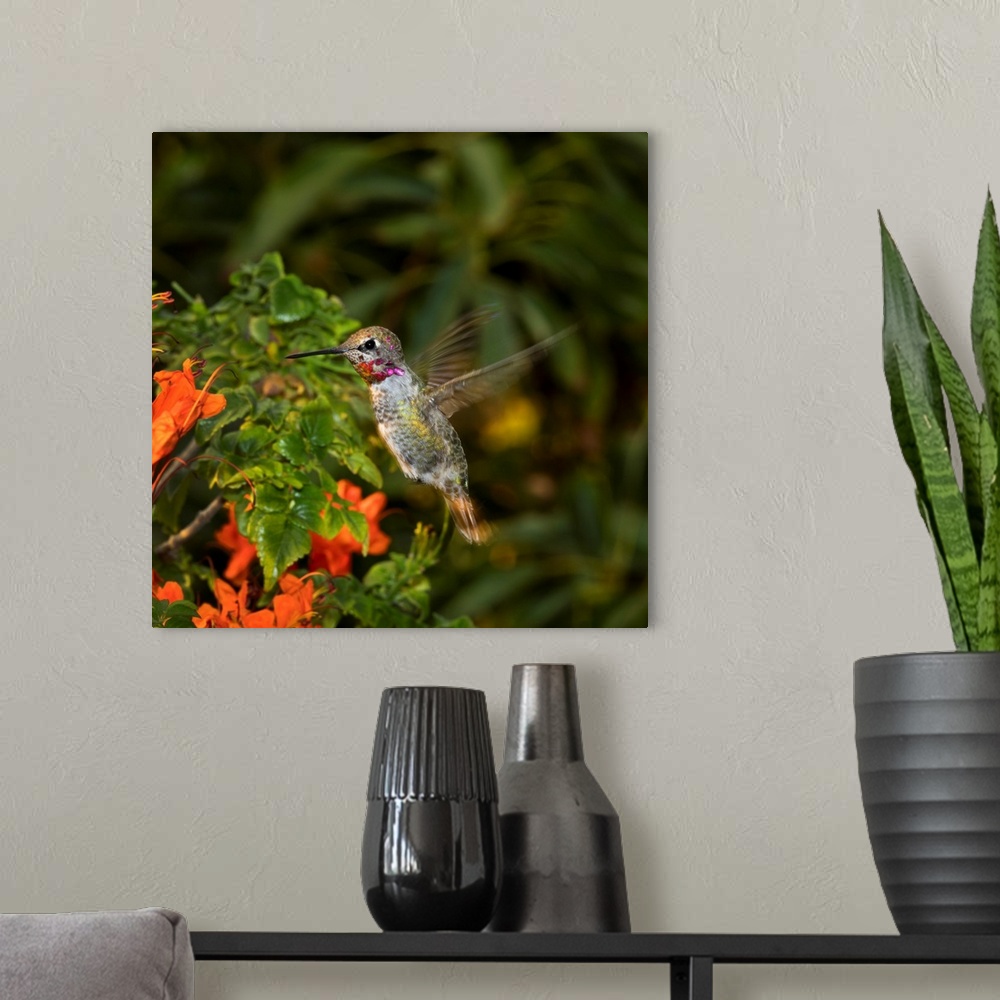 A modern room featuring USA, California. Male Anna's hummingbird flying.