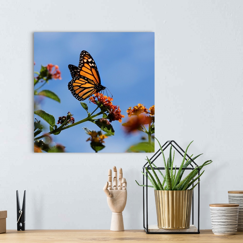 A bohemian room featuring USA, California. Monarch butterfly on lantana flower.