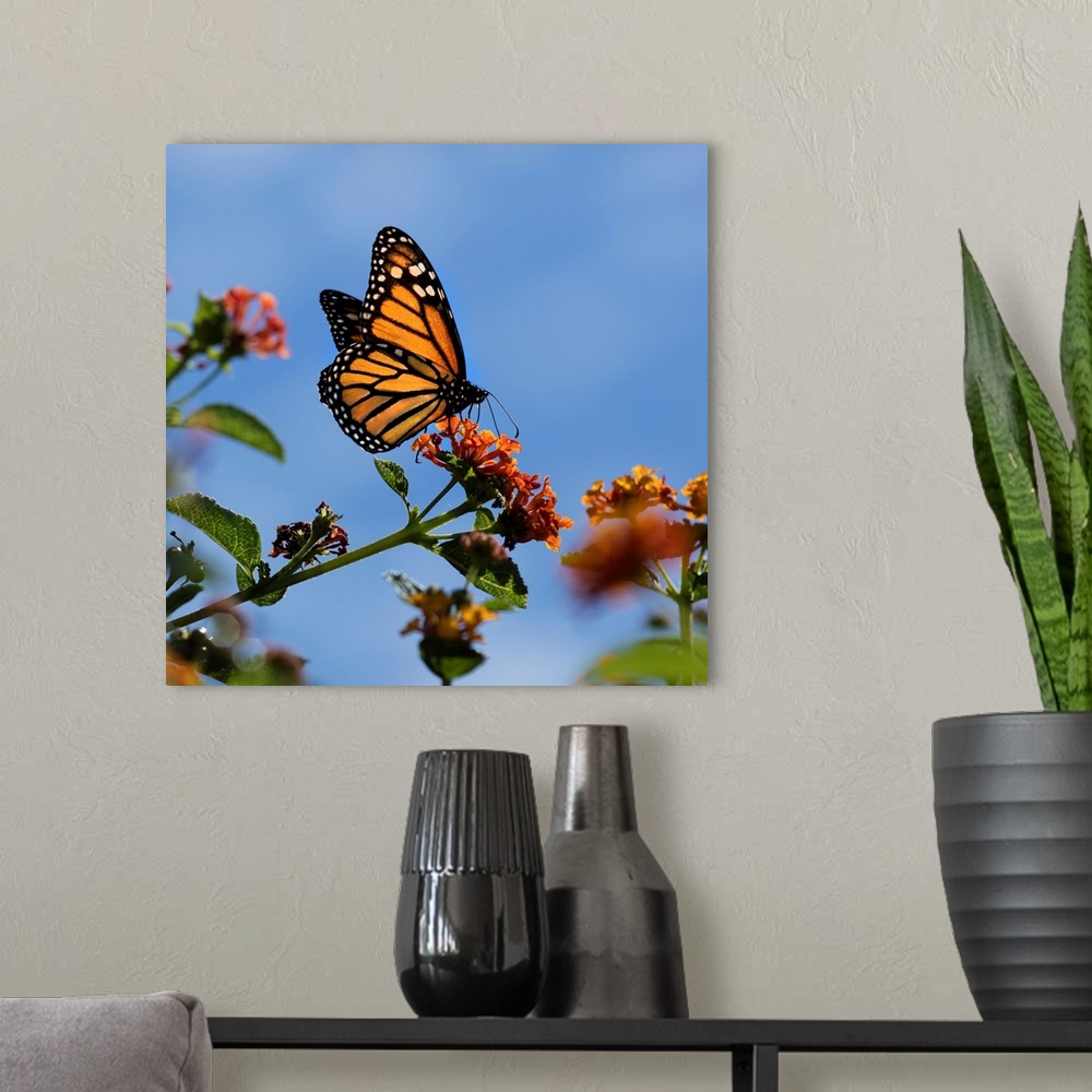 A modern room featuring USA, California. Monarch butterfly on lantana flower.