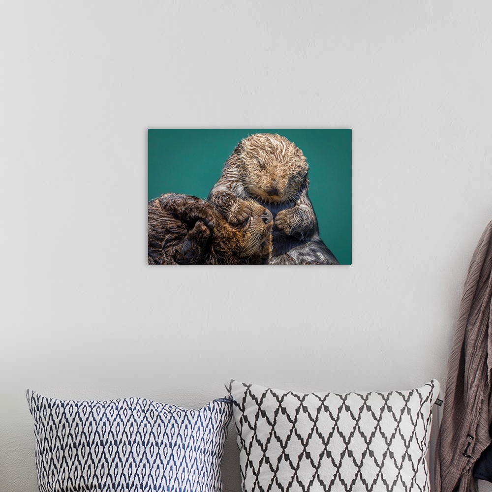 A bohemian room featuring USA, California, Morro Bay State Park. Sea Otter mother with pup.