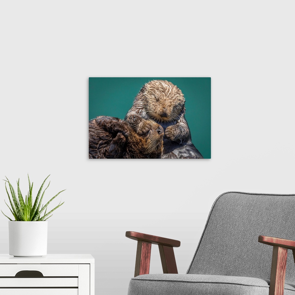 A modern room featuring USA, California, Morro Bay State Park. Sea Otter mother with pup.