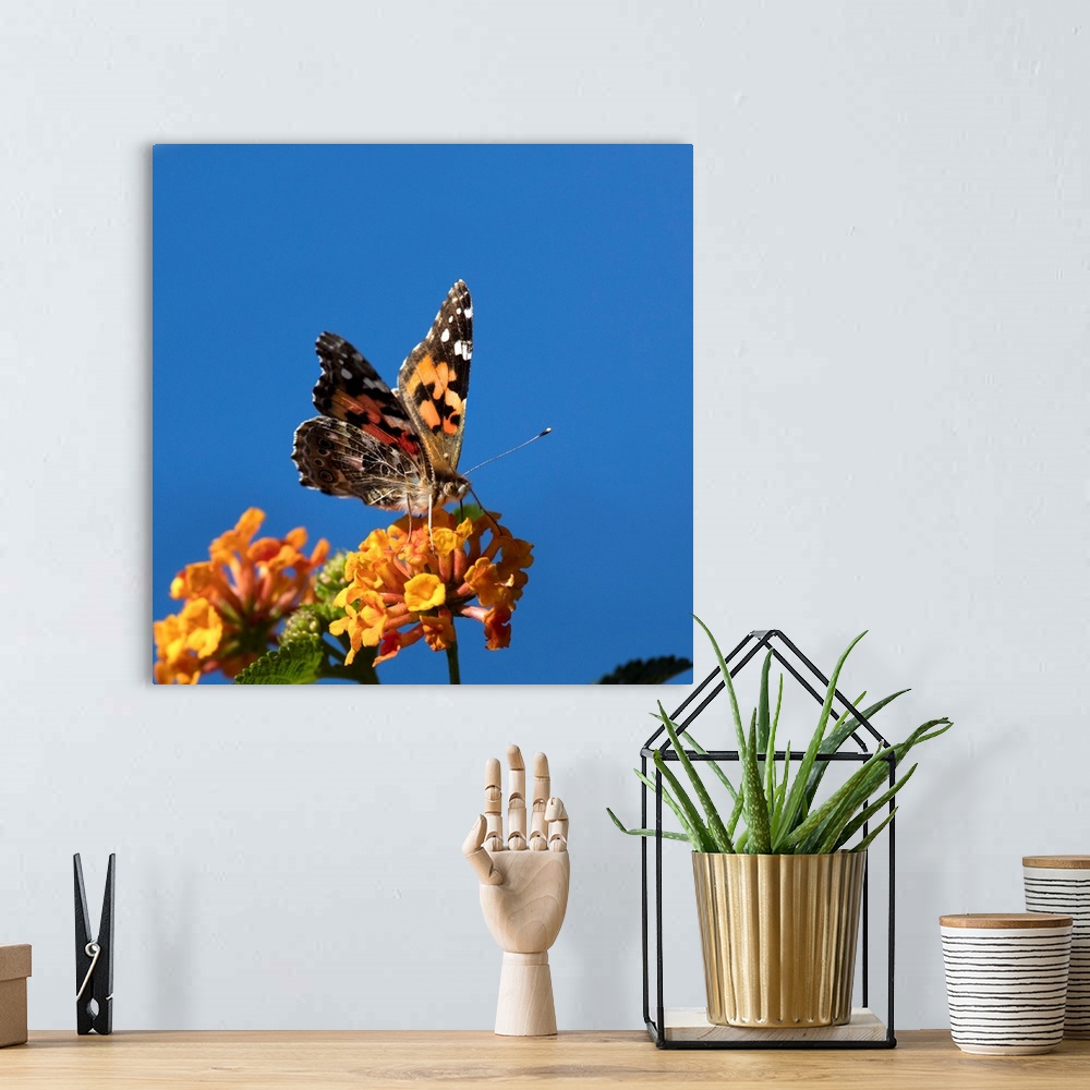 A bohemian room featuring USA, California. Painted lady butterfly on lantana flowers.